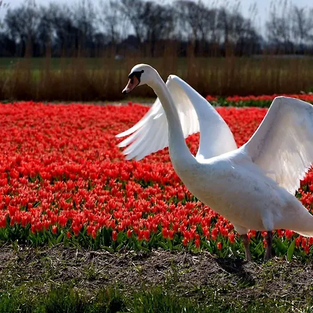 Hébergement de vacances Ferienbungalow Abbes Mit Garten Und Terrasse By Interhome Callantsoog