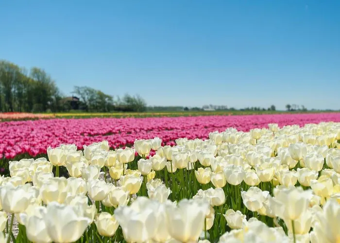 Ferienbungalow Abbes Mit Garten Und Terrasse By Interhome * Callantsoog