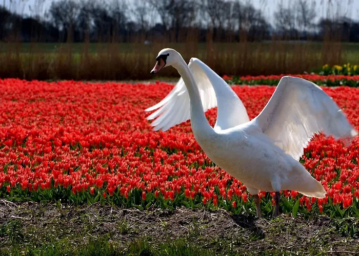 Hébergement de vacances Ferienbungalow Abbes Mit Garten Und Terrasse By Interhome Callantsoog